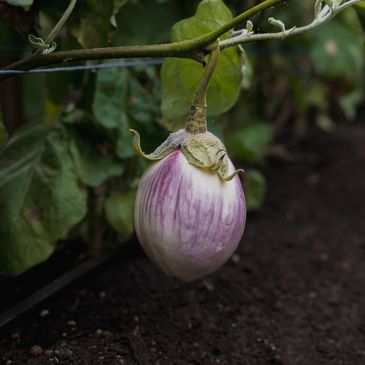Heirloom eggplant fruit grown in greenhouse by Planted Passion in Manjimup