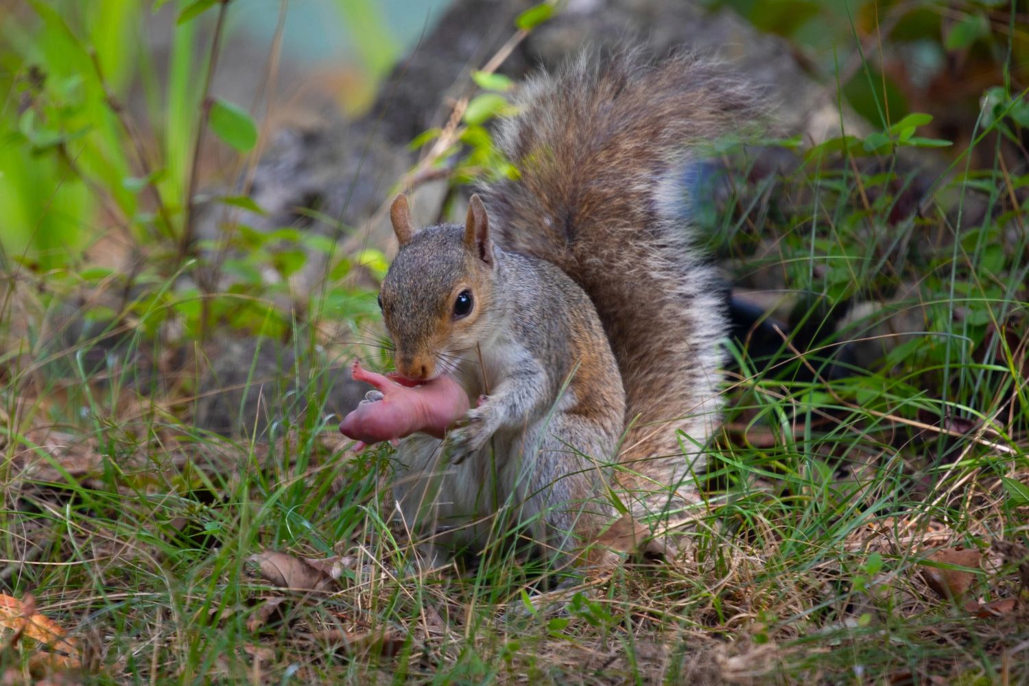 The Rescue: Mother Squirrel with baby