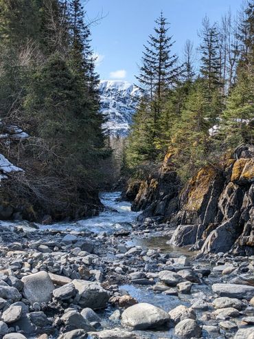 Rocky stream flowing through pine forest with snow-capped mountain in background.