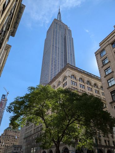 Empire State Building towering above with a tree in the foreground on a clear day.