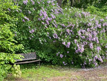 detail uit de ommuurde tuin