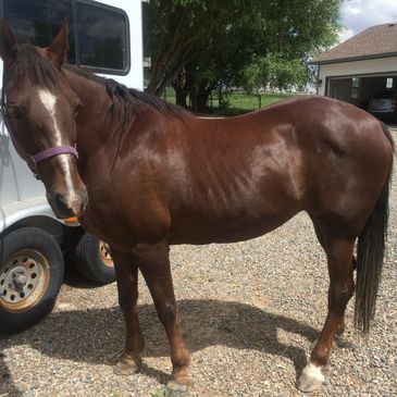 Evolving Horse Pathways LLC