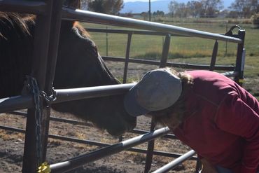 Evolving Horse Pathways LLC