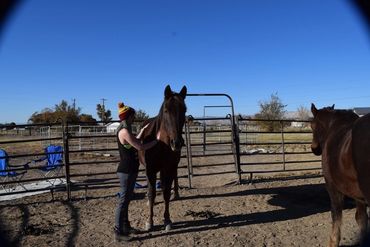 Evolving Horse Pathways LLC