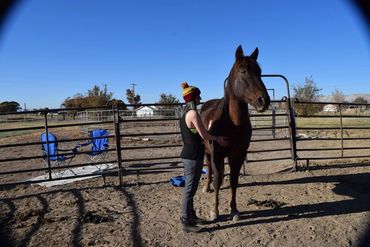 Evolving Horse Pathways LLC