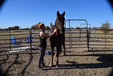 Evolving Horse Pathways LLC