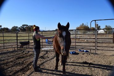 Evolving Horse Pathways LLC