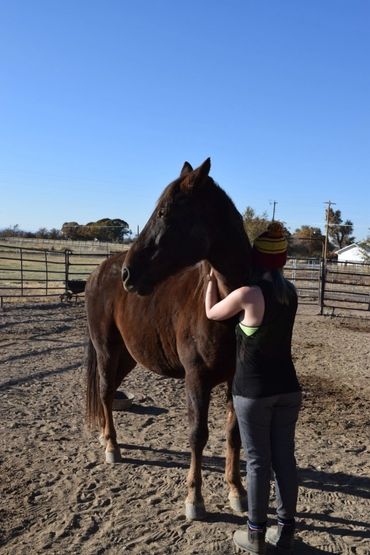 Evolving Horse Pathways LLC