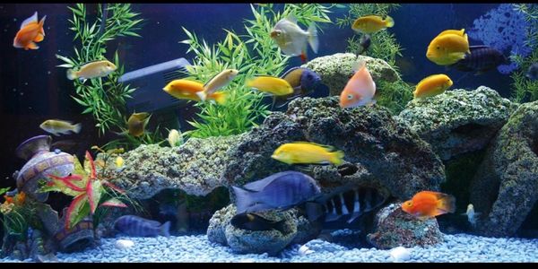 We Specialize in  a variety of African, South American & Texas Cichlids. Don’t be afraid to ask abou