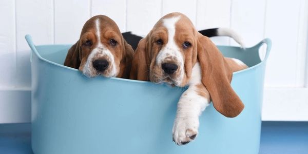 Legacy Basset Hounds, basset hound puppies