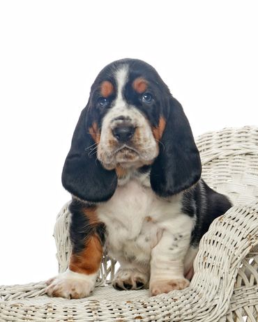 Legacy Basset Hound Puppy