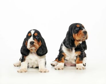 Legacy Basset Hound Puppy