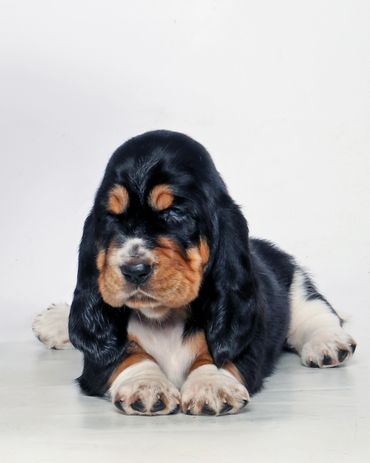 Legacy Basset Hound Puppy