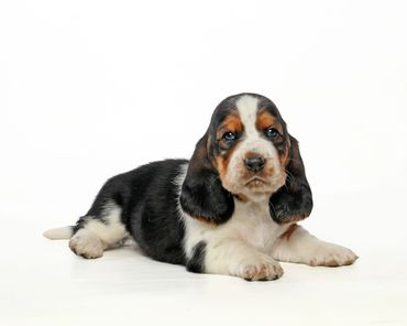 Legacy Basset Hound Puppy