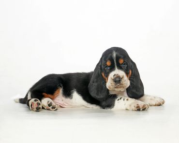 Legacy Basset Hound Puppy