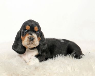 Legacy Basset Hound Puppy