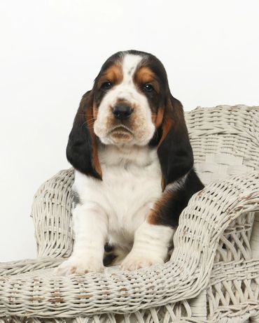 Legacy Basset Hound Puppy