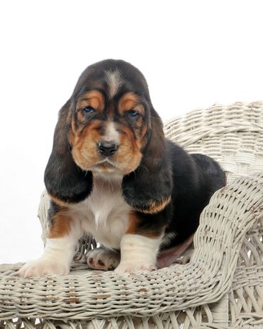 Legacy Basset Hound Puppy