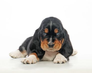 Legacy Basset Hound Puppy