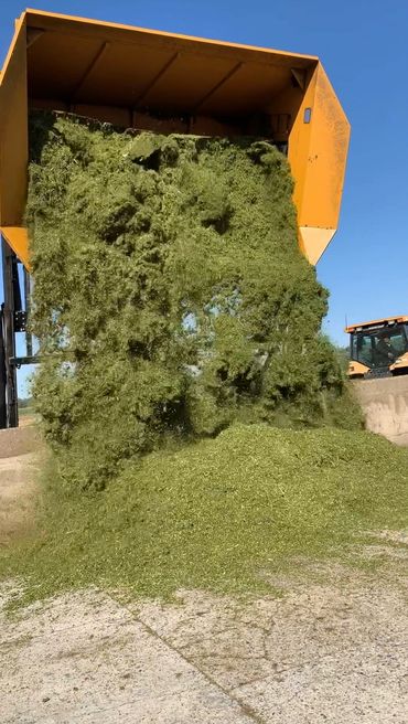 Hemp harvesting process.