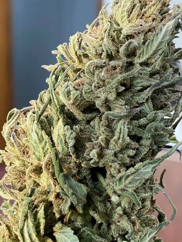 Hemp Bud. Hemp Flower.