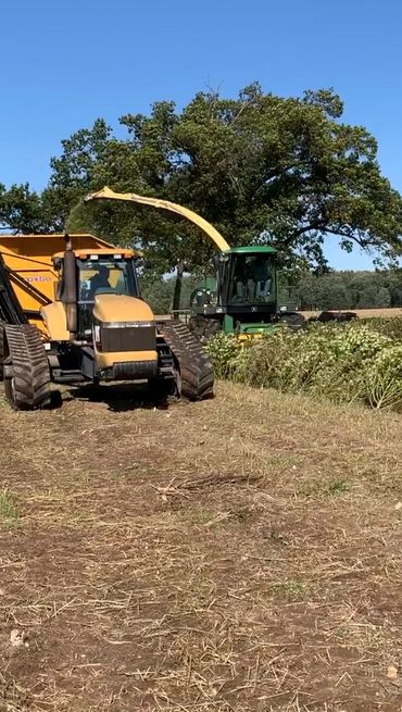 Hemp harvesting process.