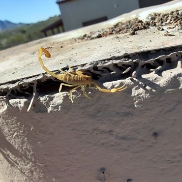 scorpion on a chimney