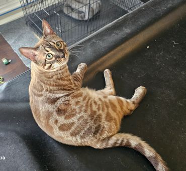 charcoal mink snow female bengal kitten