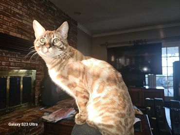 mink snow bengal female kitten