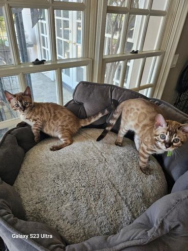 mink snow bengal kittens