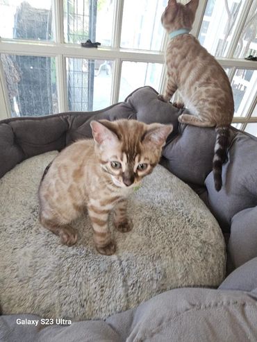 mink snow bengal kittens, 8 weeks old