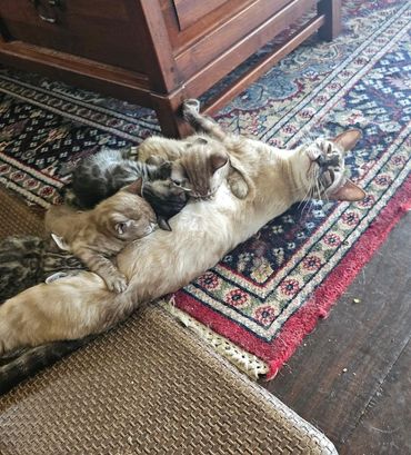 Snow lynx Bengal female and her kittens