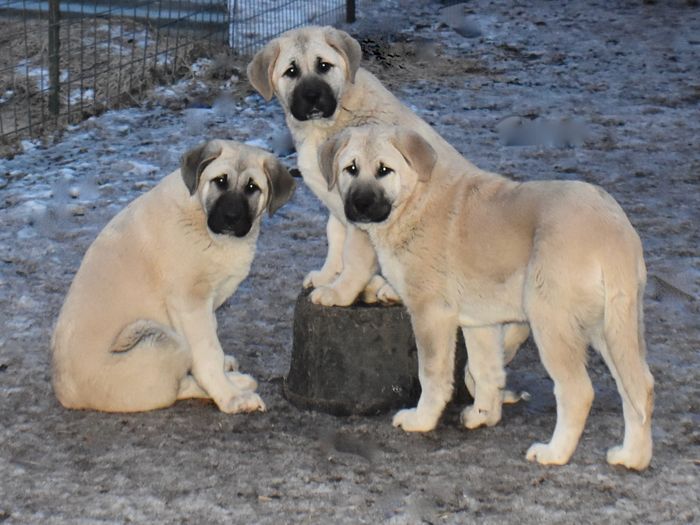 Pups sire: CHAMPION BIRINCIS YASHI