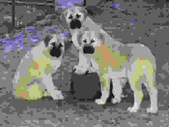 Pups sire: CHAMPION BIRINCIS YASHI