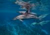 Spinner Dolphins-Big Island,Hawaii