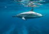 Spinner Dolphin-Big Island,Hawaii