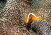 Skunk Anemonefish