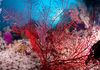 Raja Ampat-Craddle of Marine Biodiversity