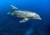 Bottlenose Dolphin-Socorros
