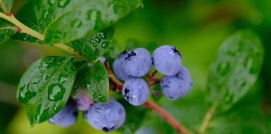 Blueberry on vine