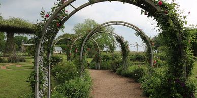 Aerches covered in evergreen vines