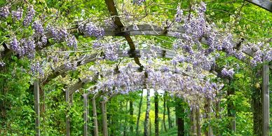 Deciduous vines with white flowers