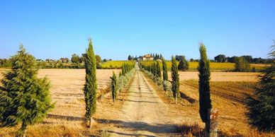 Rural drive lined with Italian cypress in Tuscany.