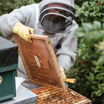 beekeeper working bee hive