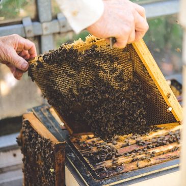 beekeeping inspector