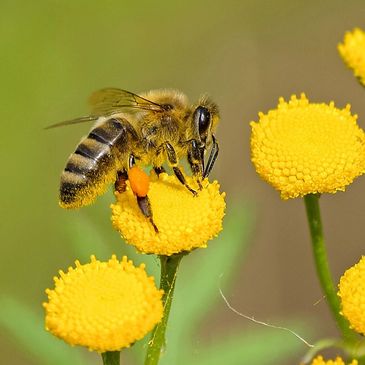 honey bee on flowers
