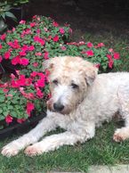A Dog in a White Color Fur Sitting by a Floral Bush