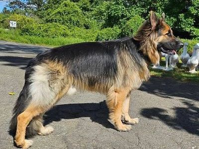 A German Shepherd standing on a paved path in a sunny outdoor setting.