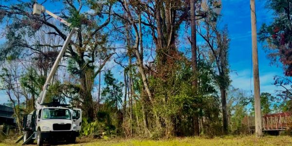 Utility truck with bucket lift working on tall trees beside a power line.