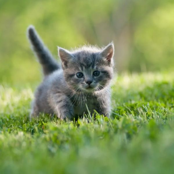 A cute gray kitten walking on grass.